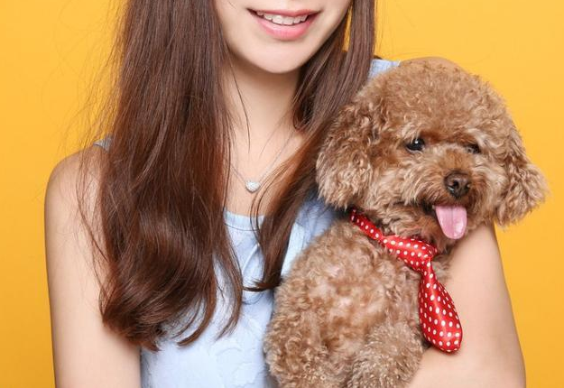 茶杯犬的壽命,茶杯犬的壽命有多長