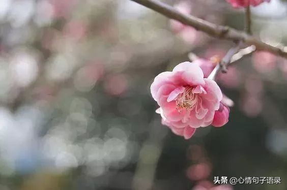 心软的人，最苦