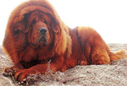 盘点世界十大大型犬排名，你都认识吗？