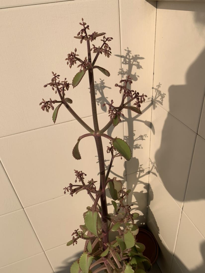 种过不死鸟吗?又叫落地生根,随便扔墙角就能繁殖一大片
