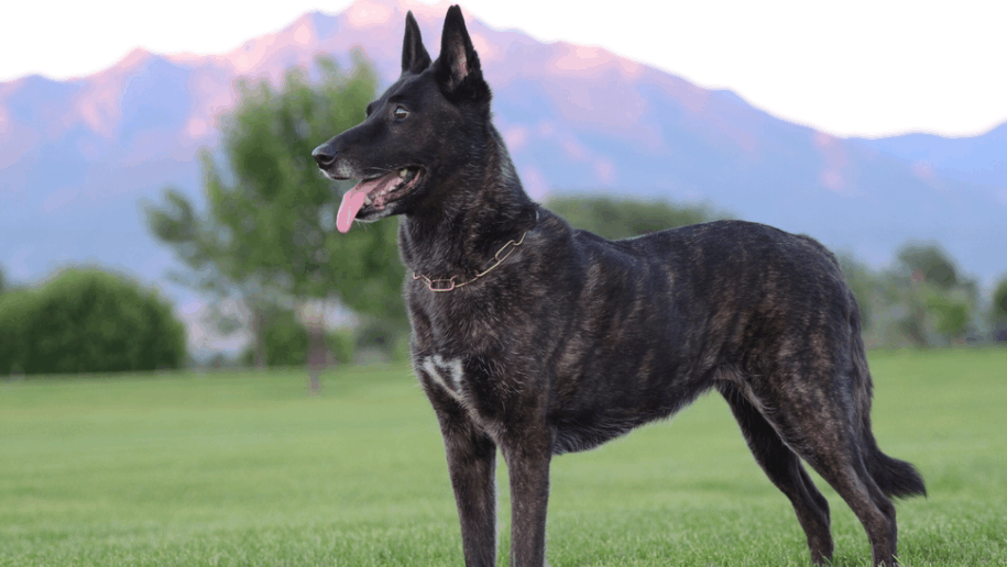 人类的守护者，常见的9种警犬，你知道多少？