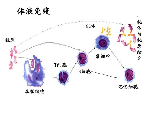 人乳头瘤病毒（HPV）感染诊治专家共识