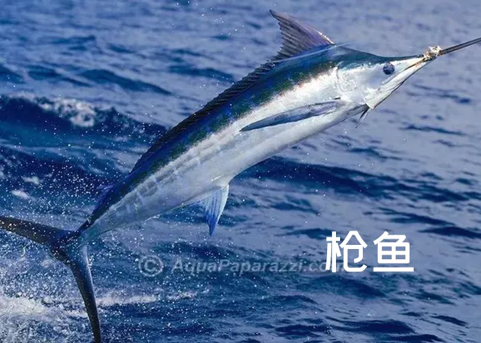 6-14歲必讀的海洋知識｜“海洋三劍客”：劍魚、旗魚、槍魚