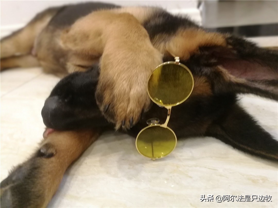 德牧看起来那么凶，为何喜欢的人很多，原因全在这里