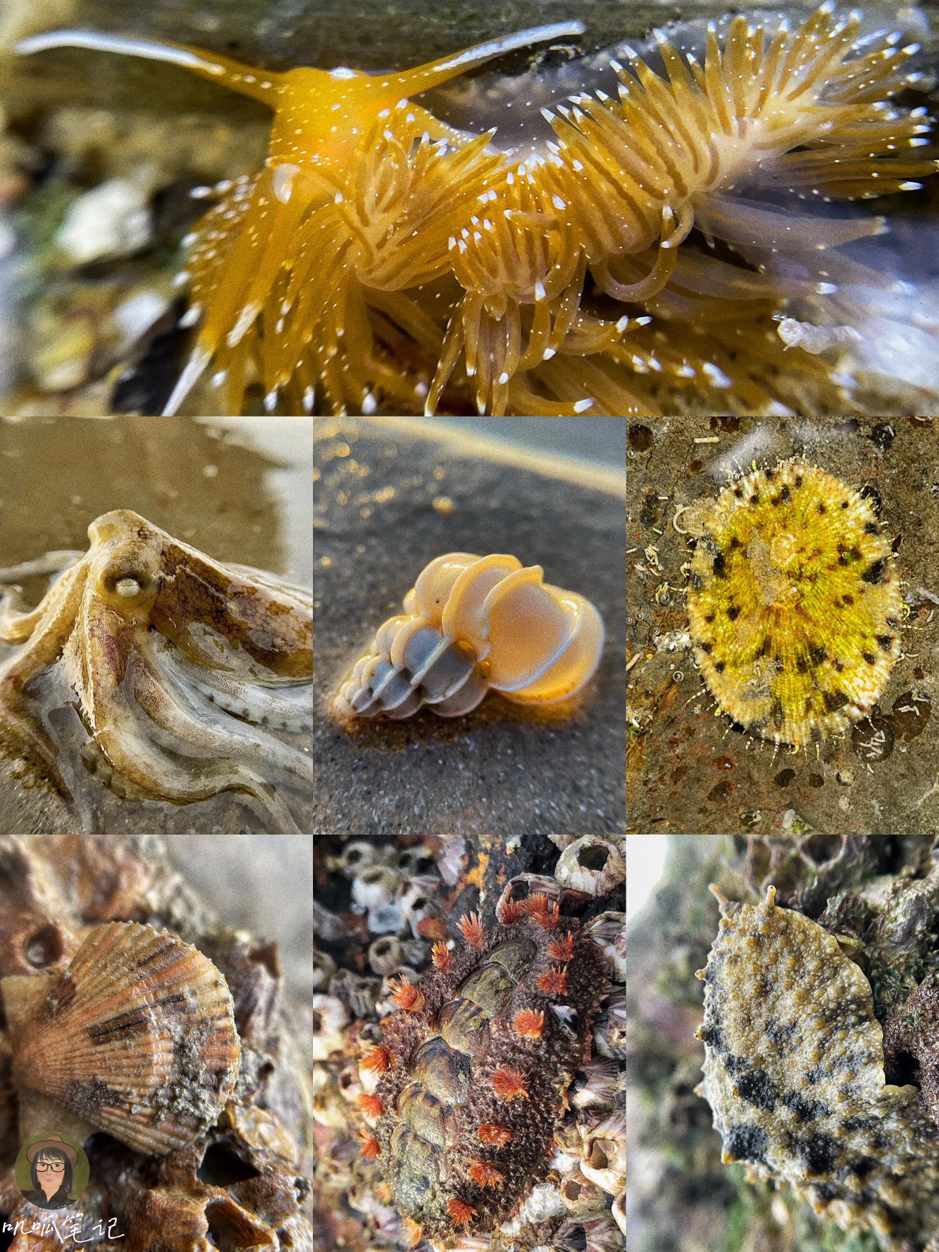 细数厦门赶海12大门类生物,还有比恐龙早的