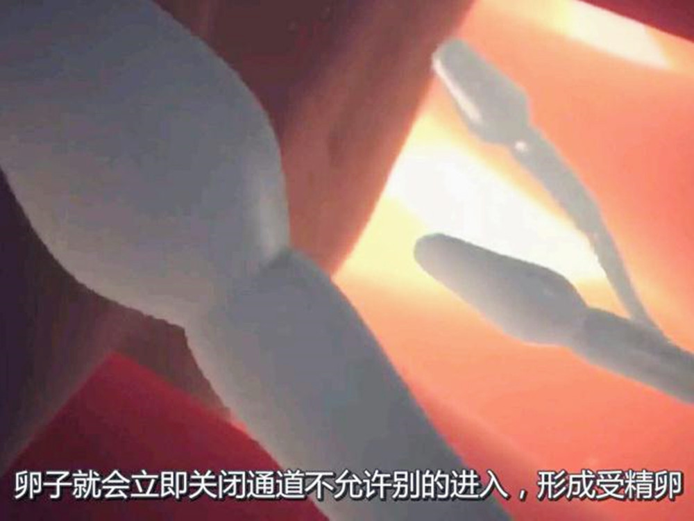新生命是如何诞生的？“进球”前的过程，别不好意思看