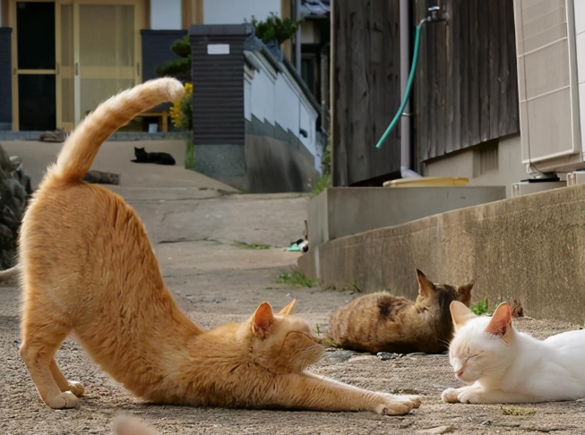 为什么猫咪会伸懒腰?