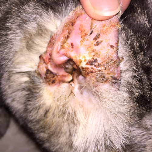 所以定期给猫咪清理耳螨也是预防泪痕有效的手段之一.