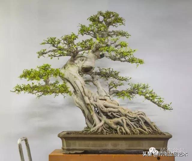 榕樹盆景圖片,榕樹盆景圖片大全欣賞