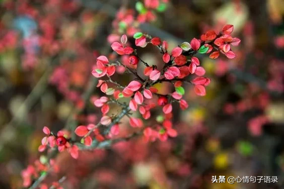 心软的人，最苦