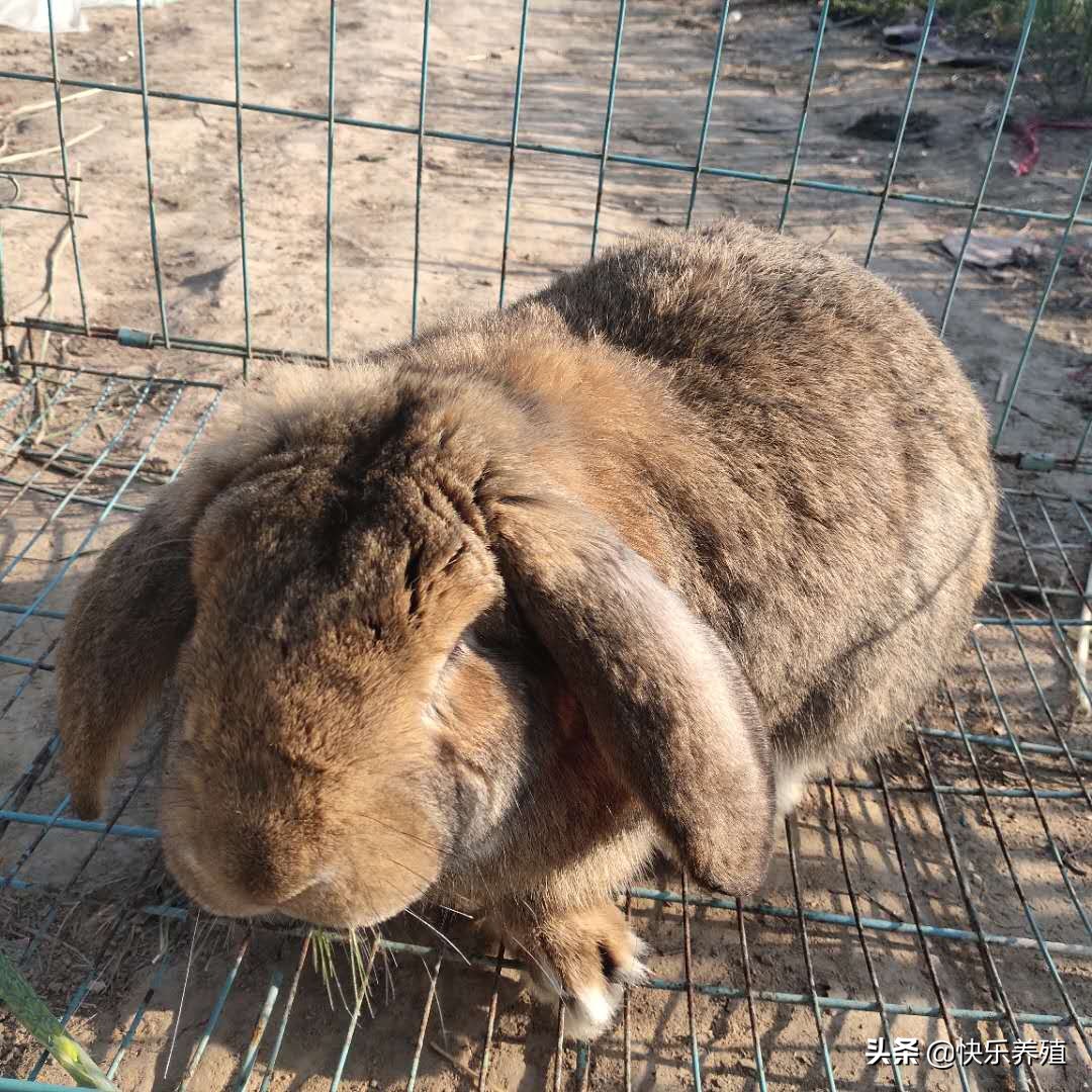 兔价跌至4元一斤，养兔人应如何自救？