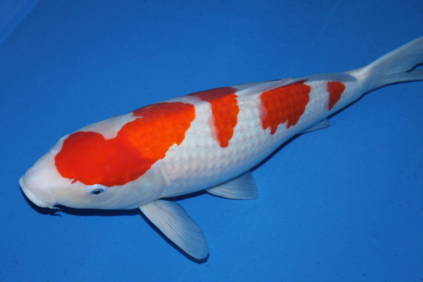 锦鲤鱼怎么养 新手怎样养锦鲤鱼-丹霞百科