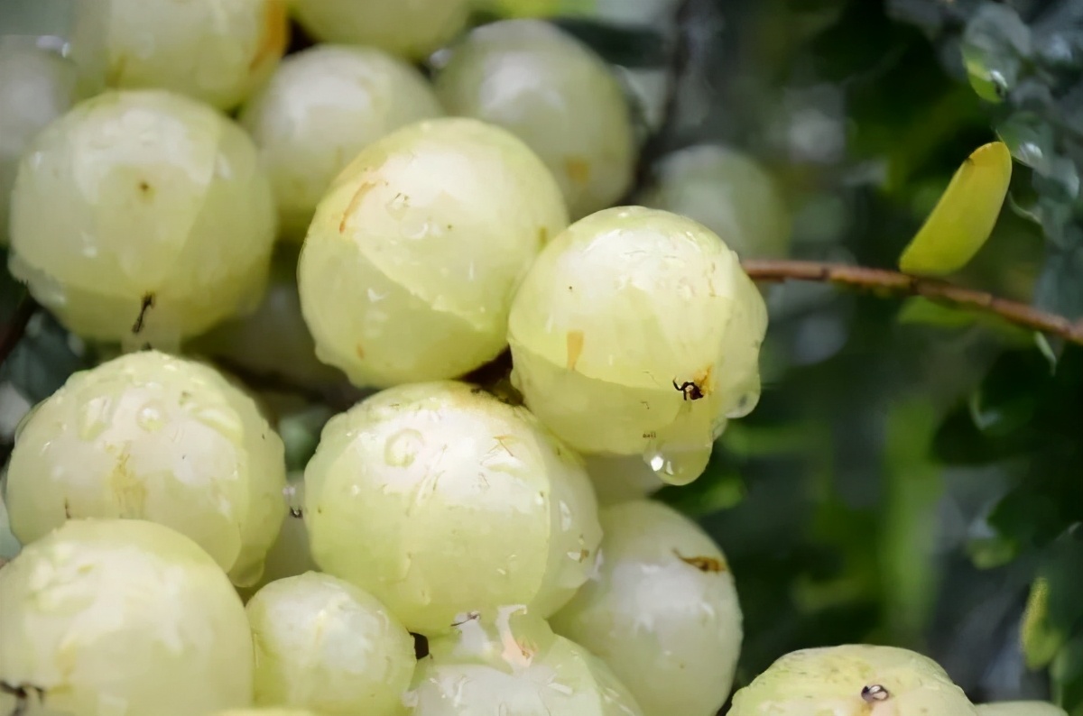 66颗油柑榨一杯网红果汁,喝了不拉不是人?