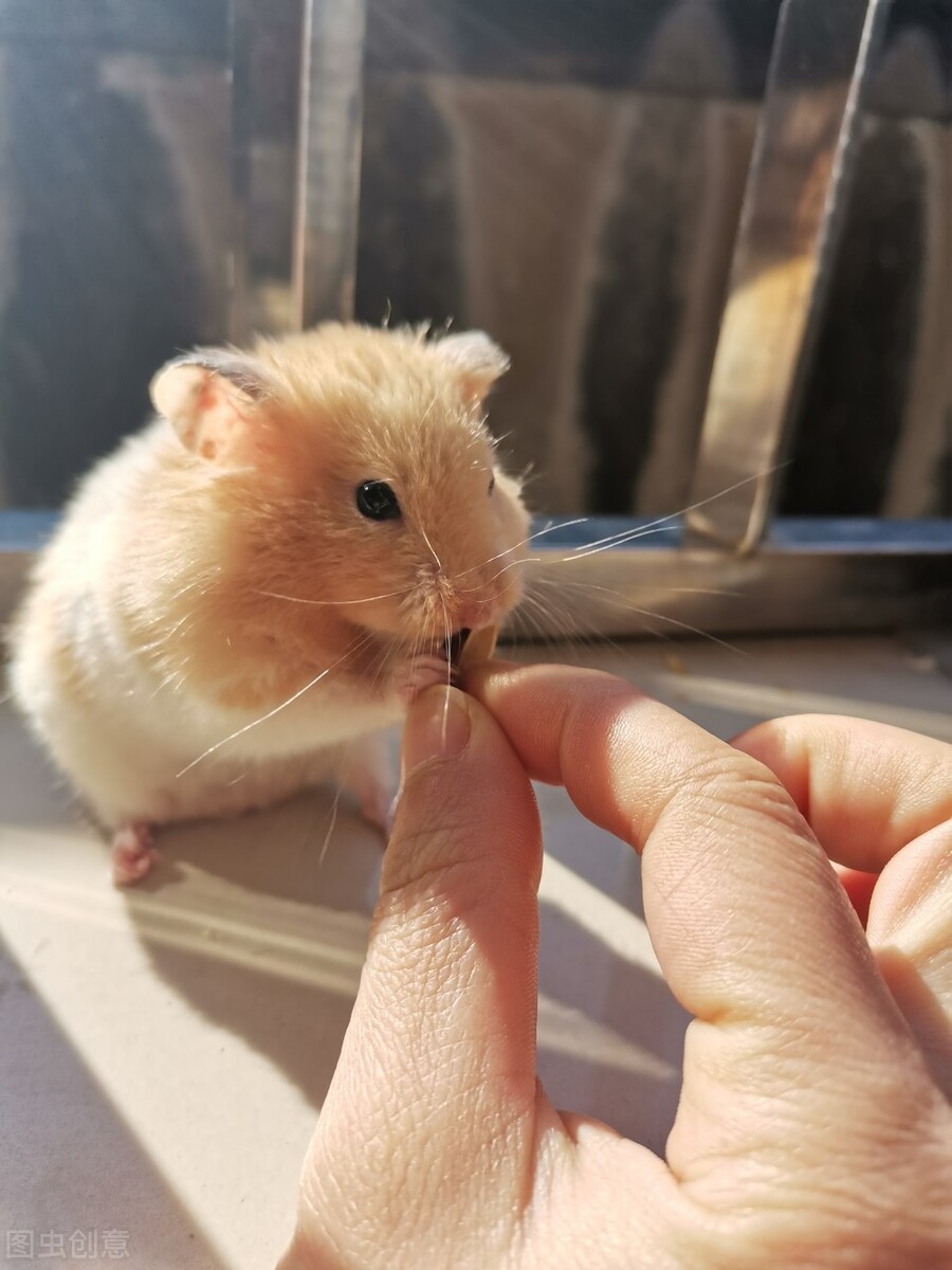 几个适合新手养的仓鼠品种,看看你喜欢哪种