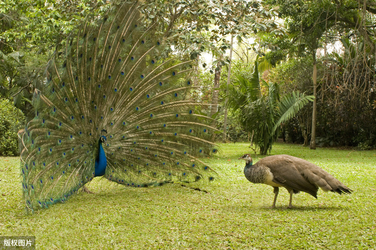 孔雀开屏是公的还是母的 孔雀开屏是雄的还是雌的-人人投票