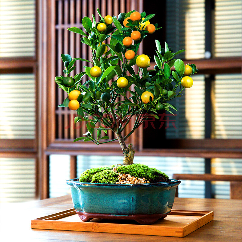 金桔有"大吉大利"的美好寓意,很适合家居养,八月如何养?