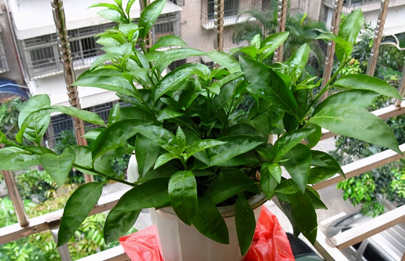 你养的花，可能是“毒花”，盘点8种常见毒花