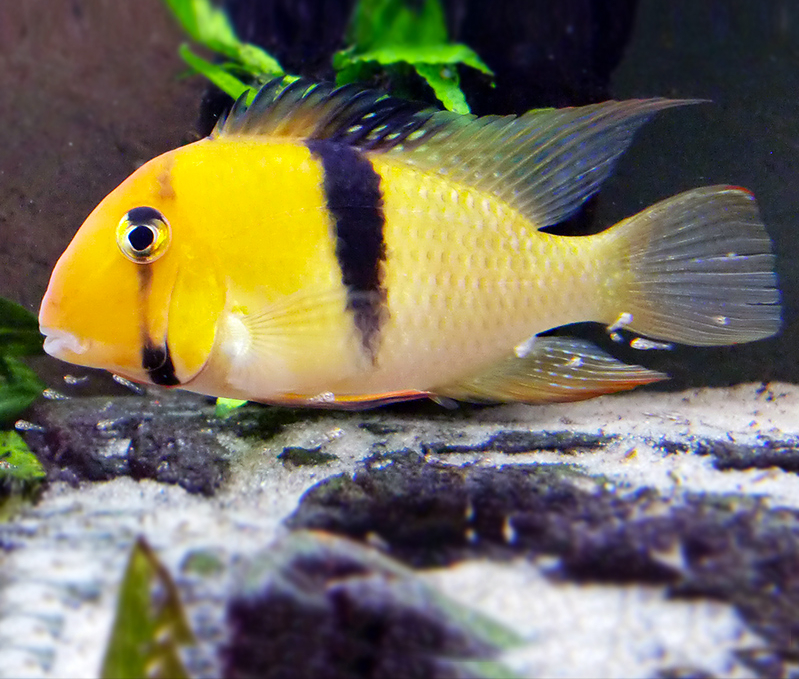 南部,也有很漂亮的观赏鱼类,如白云金丝鱼西双版纳的蓝星鱼等物种分类