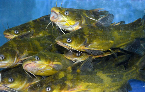 浅谈黄颡鱼繁育技术,你知道多少?这里讲的可能你不知道