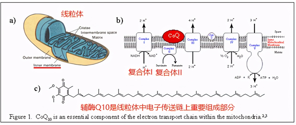 coq10 將電子從底物轉移到氧化酶系統中,同時將質子轉移到線粒體膜外.