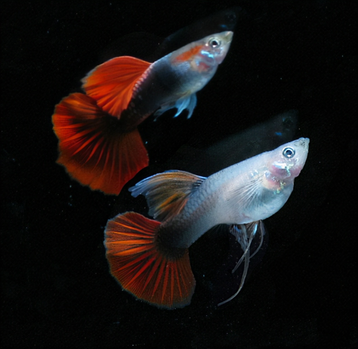 近百种热带鱼欣赏