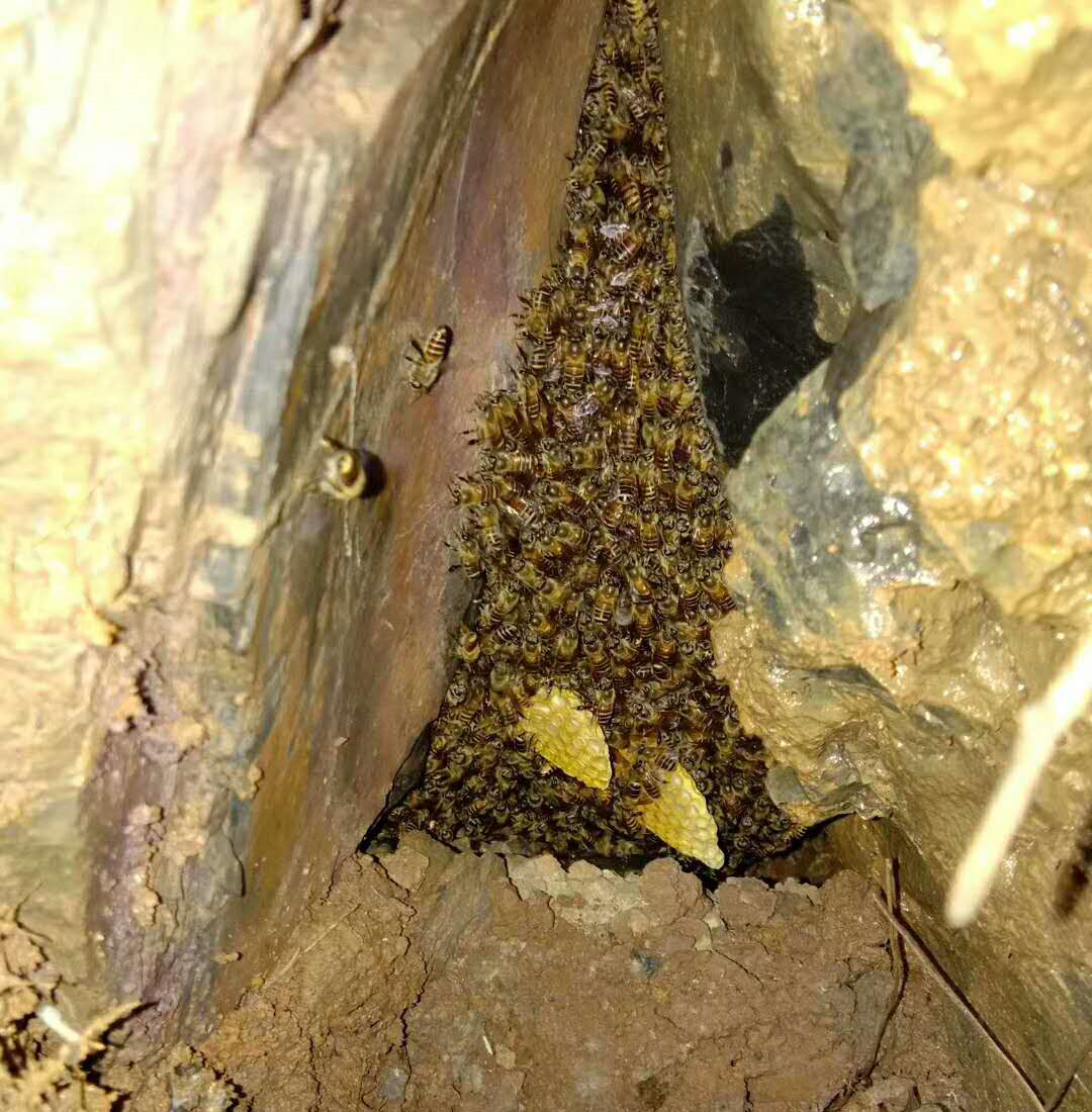 浙江男子进山抓蜂不幸身亡,地雷蜂到底是什么蜂?被蛰了怎么办?