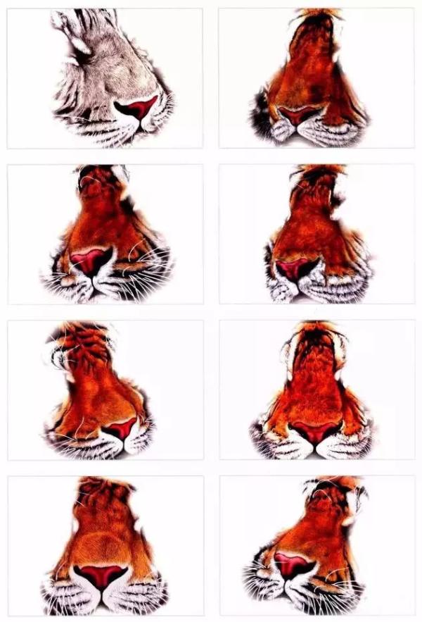 老虎很难画？分步骤教你画老虎，从细节教你，简单易学，快来学习