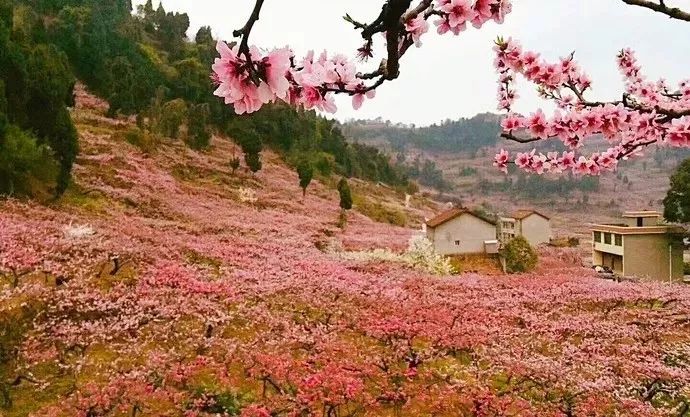 成都周边这几个赏花圣地,美炸了!