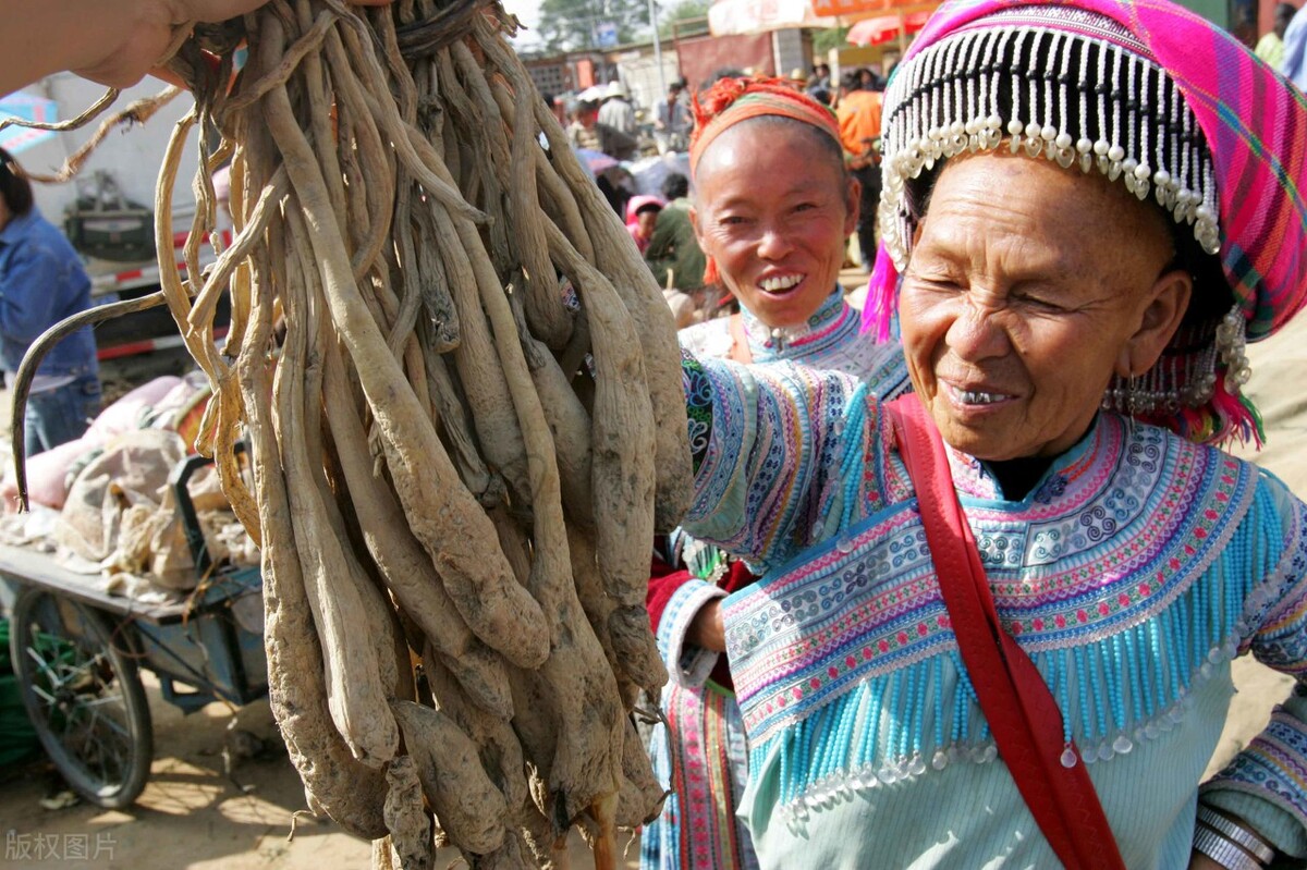 跳蚤怕什么(猫咪身上跳蚤太多？老祖宗：用这几种小偏方，轻松去除)