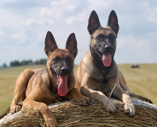 这6种狗狗，都是中国现用的警犬，养一只不后悔