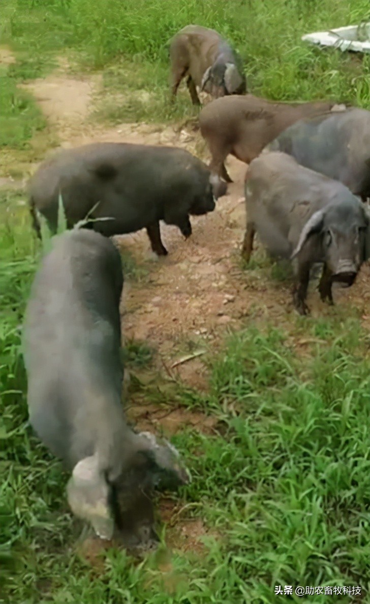 广东这个养猪新手猪场种植牧草养猪肉质好得到大家的认可