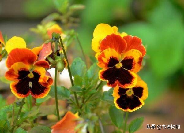 十大诅咒之花花语，除了彼岸花，你还知道几个？
