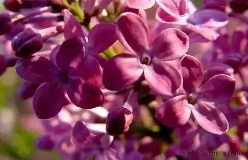 广州市市花是什么（全国56个城市的市花介绍）
