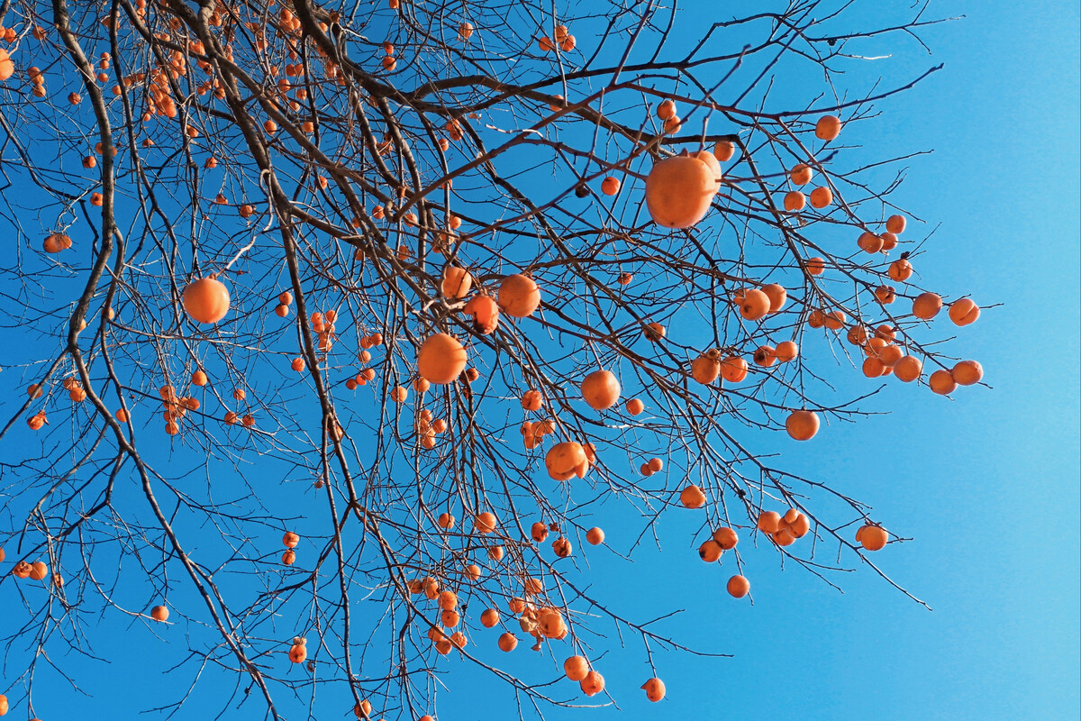 故乡真的有了桑田,那桑田紧挨着河堤土塘里的水杉树.