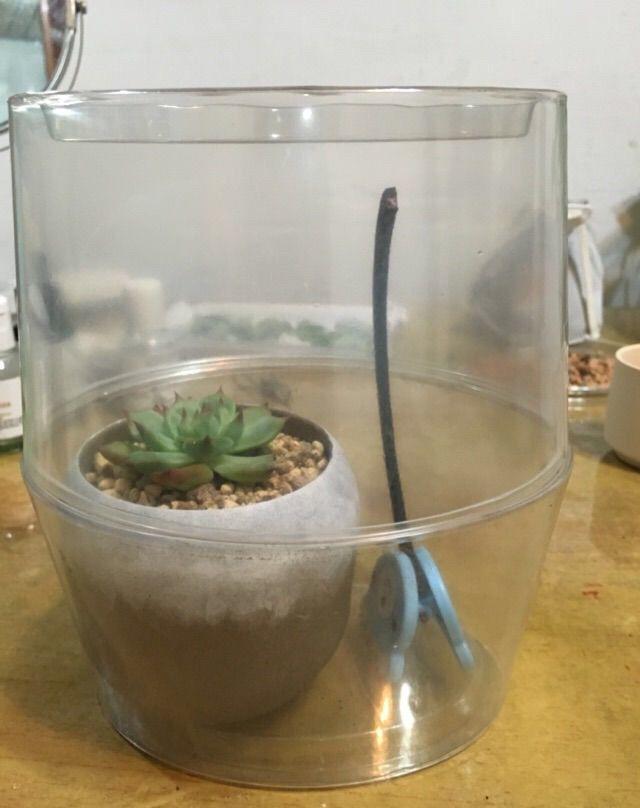 多肉又被介壳虫骚扰,教你三个小方法,有效又安全!