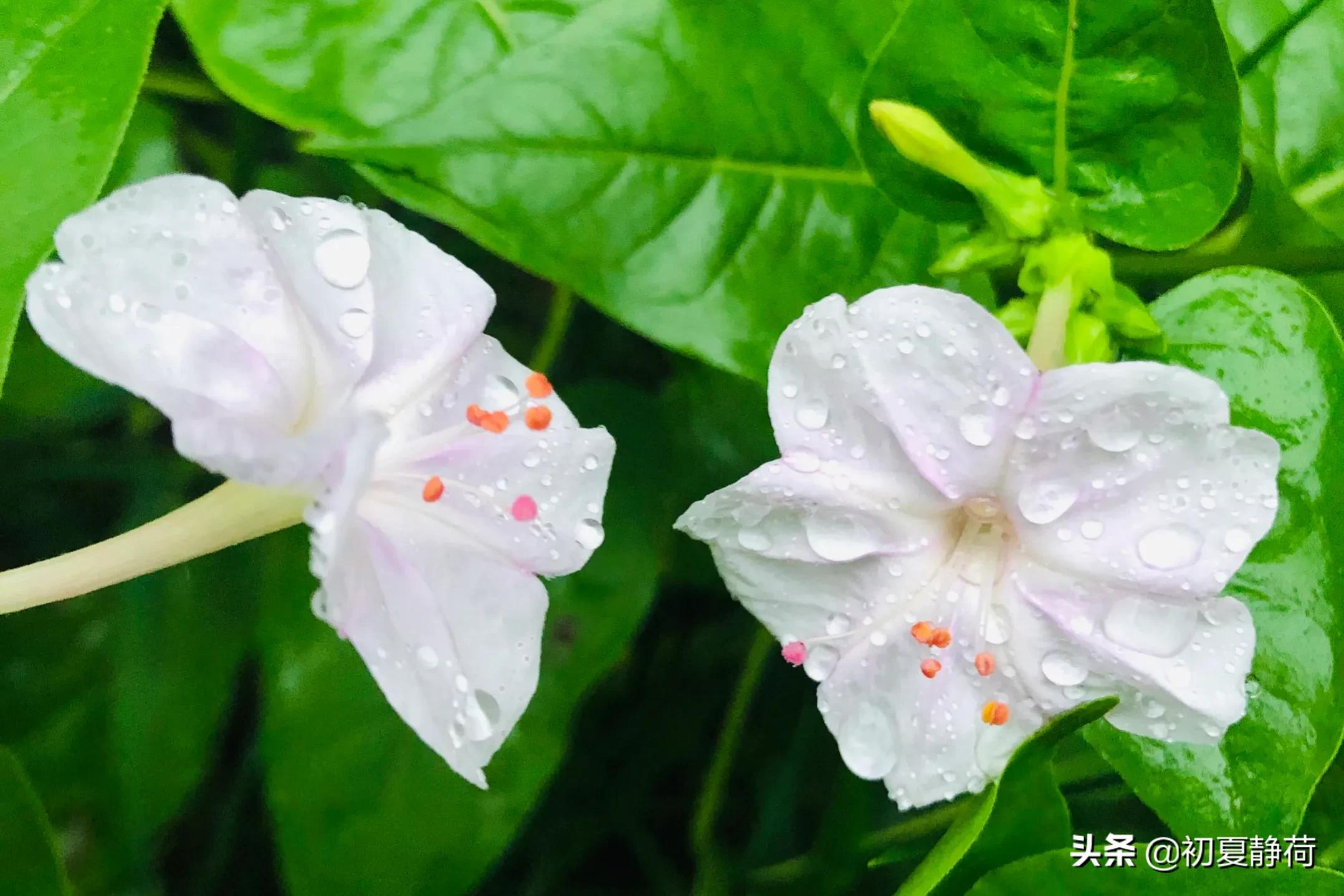 秋雨的深情，都藏在了花中，傍晚随笔