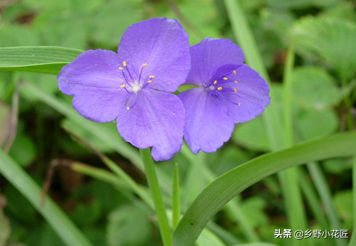 儿时常做压花的紫露草 不知不觉间成为了花坛的新宠了 紫露草 佳辰