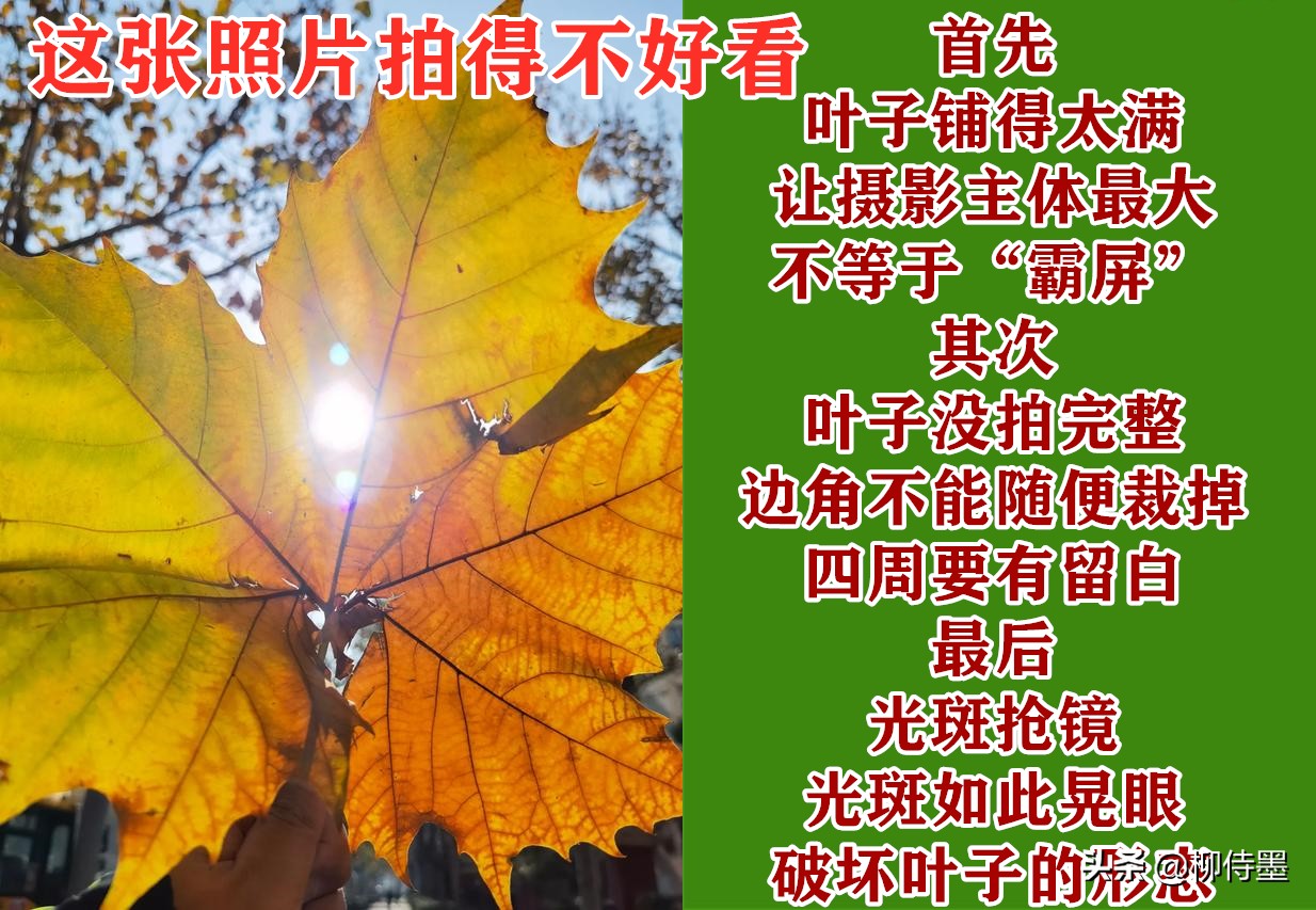 秋天景色美不胜收，每天学点摄影技巧，拍好“一叶知秋”