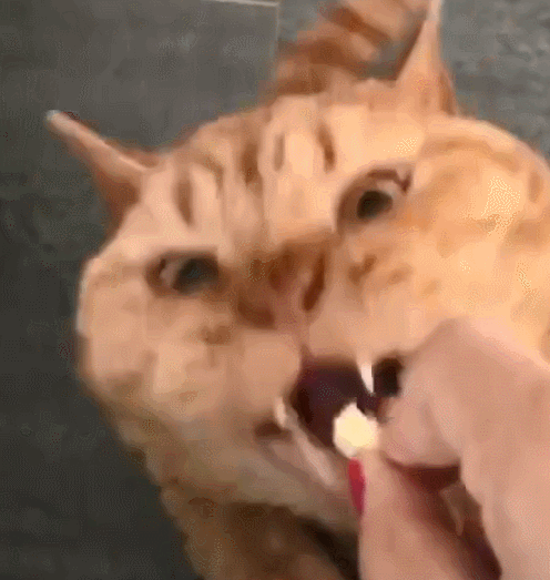 猫咪拉稀怎么办？