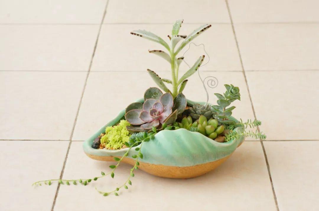 海螺图片大全(吃剩的"海螺壳"不要扔,凿个孔种上多肉,好看又实用)