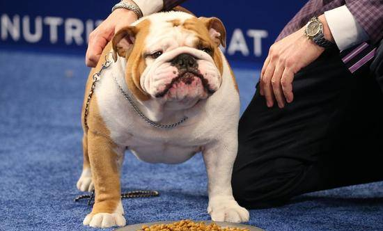 养"英国斗牛犬"的好处和坏处
