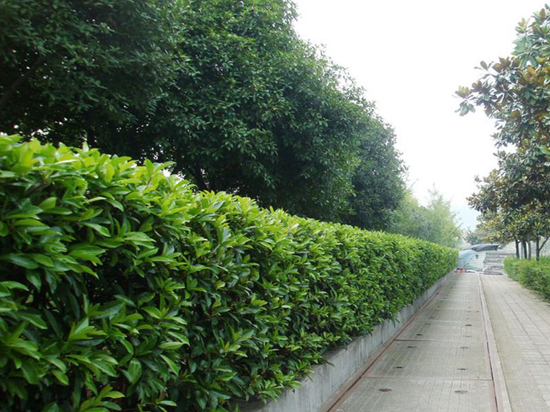 冬青与黄杨区别,冬青与黄杨有什么不同