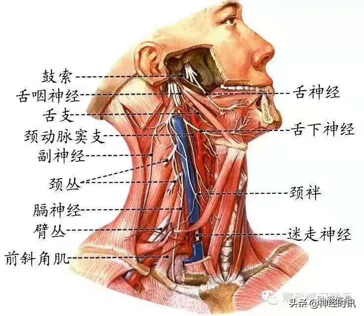 十二对颅神经解剖及损伤后表现