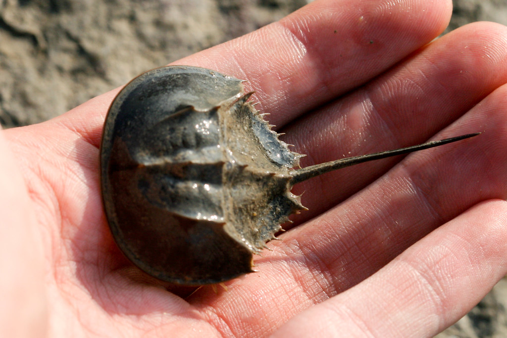 中华鲎之灾:中国每年消耗10万对,"野味餐桌"是罪恶之源?