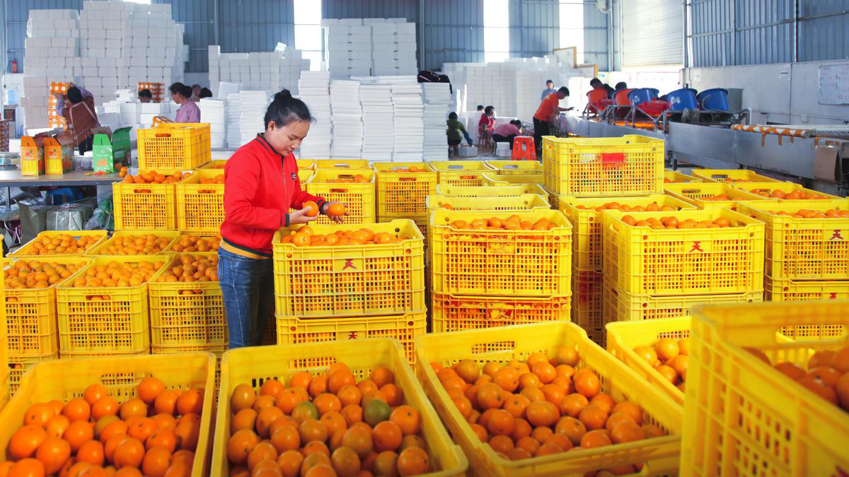 巧妇九妹这一年：卖出1200万斤山货，影响县城GDP