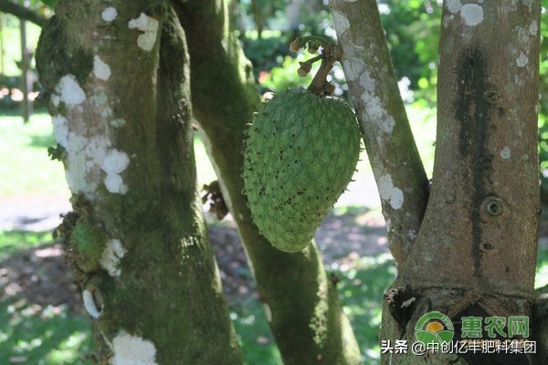 释迦怎么种植（一文教你释迦果的种植方法与管理）