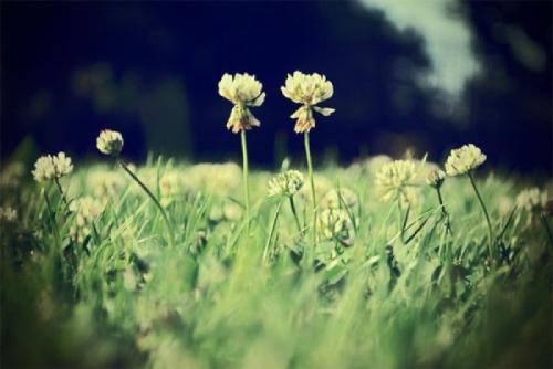ִ(dai)ʫʽҪִʫ(ge)ʽҪͼƬ-Ʒ