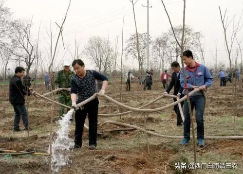 新土地法：既“退耕还林”，又禁止耕地栽树，咋弄？早看早明白