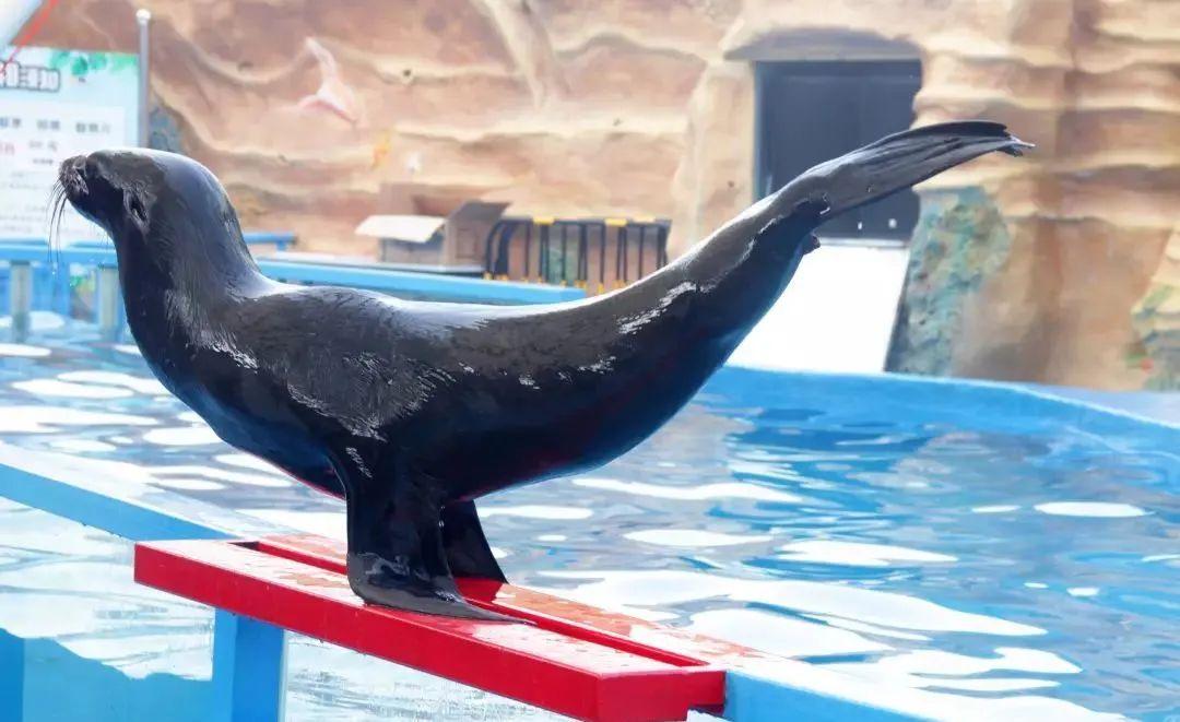 南通森林野生动物园门票成人票-开沙岛旅游网