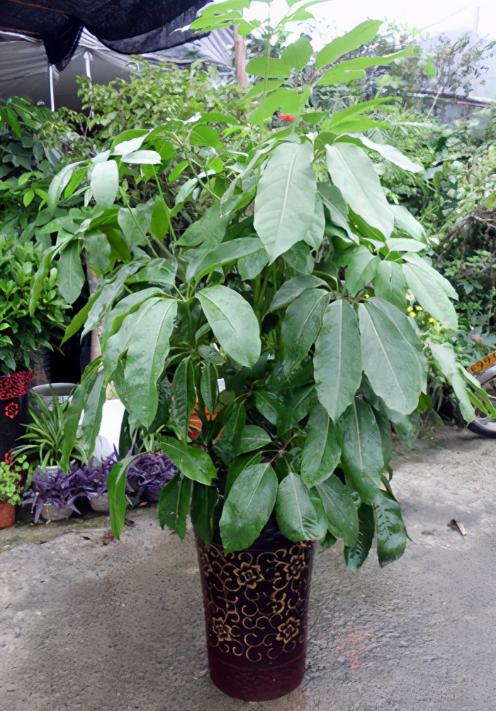 大叶伞的养殖方法(大叶伞种植方法)-第1张图片-科灵网